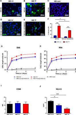 The P2X7 Receptor 489C>T Gain of Function Polymorphism Favors HHV-6A Infection and Associates With Female Idiopathic Infertility